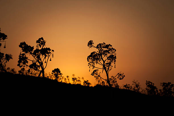 Sonnenuntergang silhouette – Foto