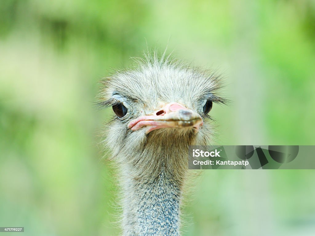 Strauß - Lizenzfrei Afrika Stock-Foto