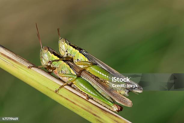 Photo libre de droit de Saccoupler Locust banque d'images et plus d'images libres de droit de Adulte - Adulte, Animaux à l'état sauvage, Beauté