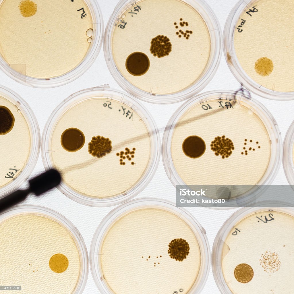 Рост бактерий in Petri блюда. - Стоковые фото Агар роялти-фри