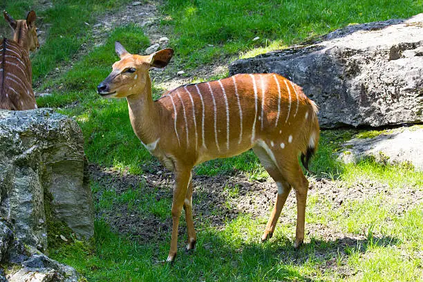Photo of Antelope