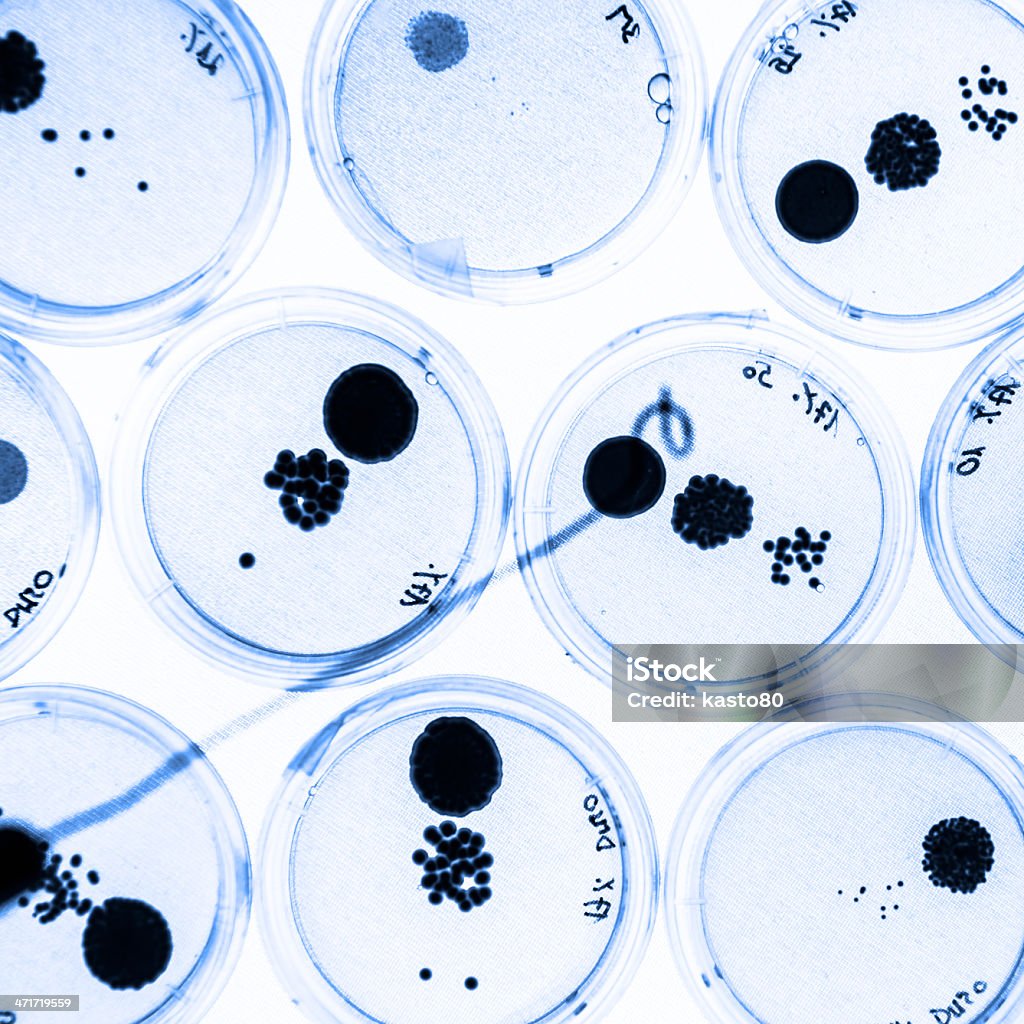 Wachsende Bakterien in Petri Gerichte. - Lizenzfrei Agargel Stock-Foto