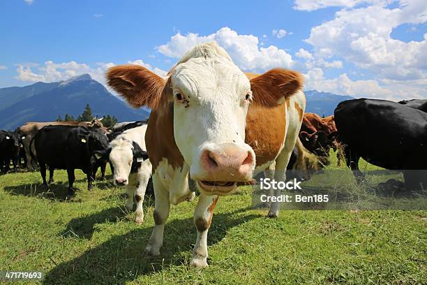 Vaca Foto de stock y más banco de imágenes de Agricultura - Agricultura, Aire libre, Alpes Europeos