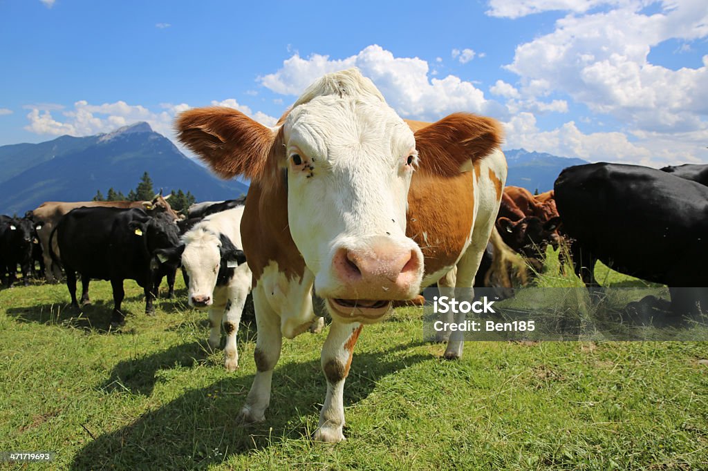 Vaca - Royalty-free Agricultura Foto de stock