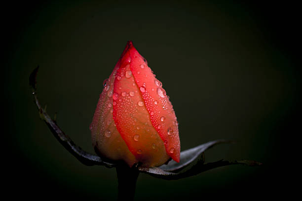 Rosée arrière-plan de bouton de rose rouge foncé - Photo