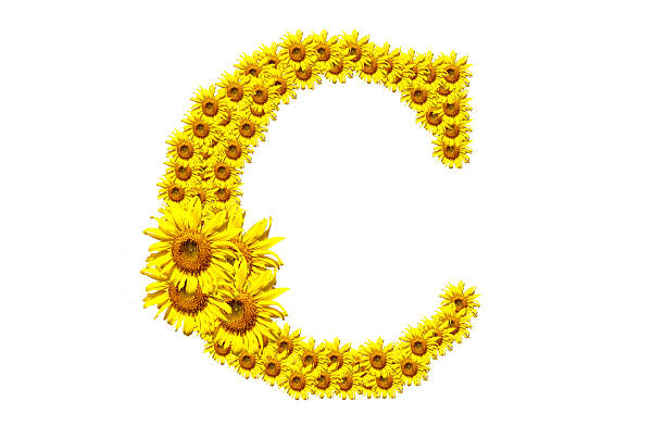 "C" sunflower alphabet stock photo