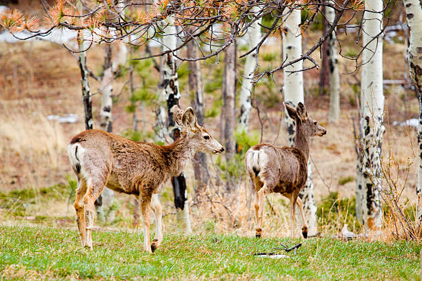 istock Herd of Mule Deer in the Pike National Forest 471720266