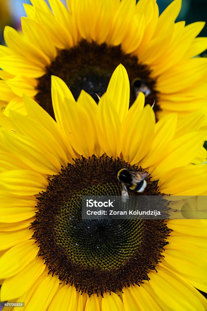 Sonnenblumen (shallow DOF) - Lizenzfrei Blume Stock-Foto