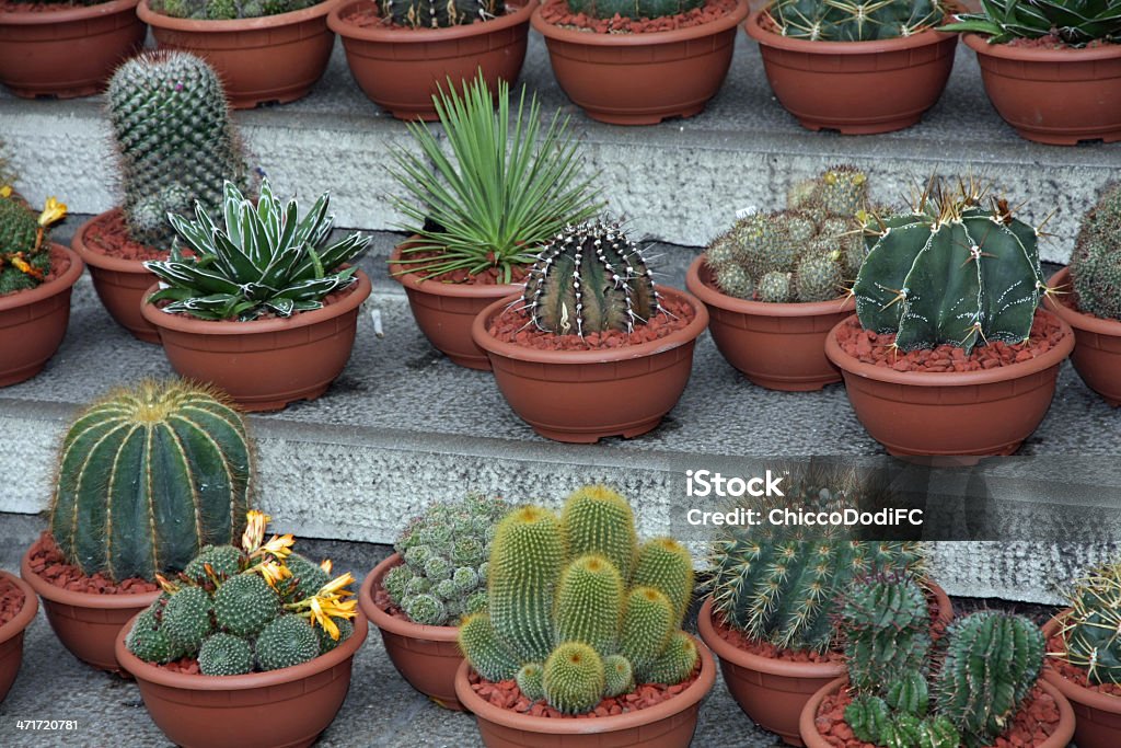 Seria szczelną obudowę cactus do sprzedaży na rynku - Zbiór zdjęć royalty-free (Cierń)