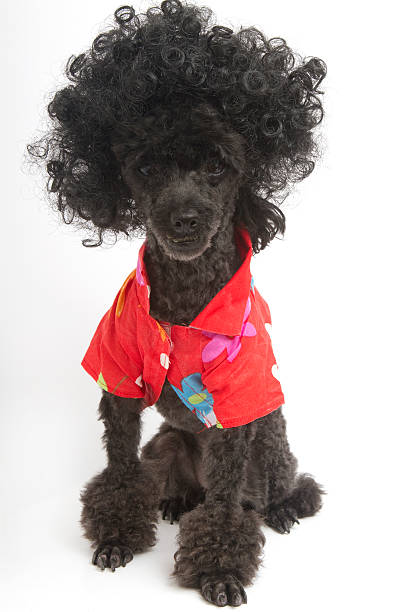 istock Big Curls and Bright Red Shirt 471721061