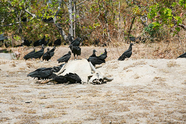 dead cow dead cow getting eat by buzzards crow eating carrion stock pictures, royalty-free photos & images