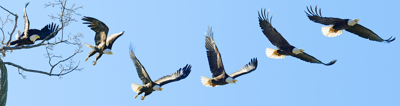 Bald Eagle Jumps from Tree and Flies, Image Sequence.  This is an actual sequence of a Bald Eagle leaping from high tree branches to soar the skies. He falls a little at first, but quickly gets up there!  You can think of this as six great Bald Eagle shots for the price of one.