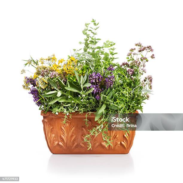 Blühenden Kräutern Stockfoto und mehr Bilder von Blumentopf - Blumentopf, Lavendel, Freisteller – Neutraler Hintergrund