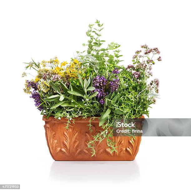 개화기 허브 라벤더-식물에 대한 스톡 사진 및 기타 이미지 - 라벤더-식물, 화분-원예용품, 컷아웃