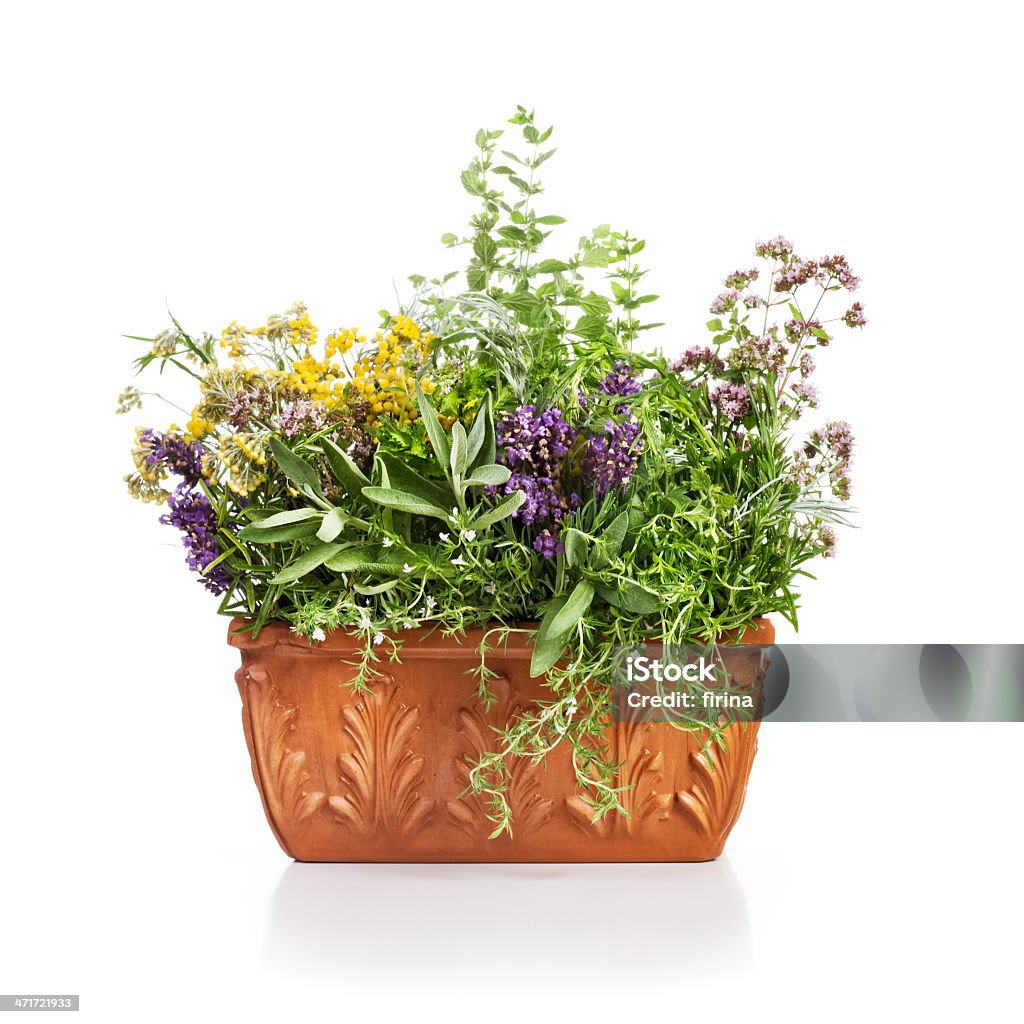 Цветущие травы - Стоковые фото Горшок для цветов роялти-фри