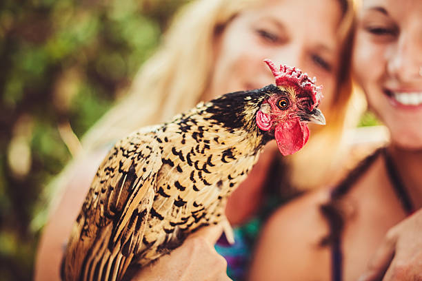 A rooster and two women