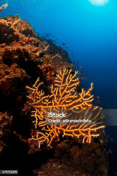 Coral Naranja Foto de stock y más banco de imágenes de Abstracto - Abstracto, Agua, Aire libre