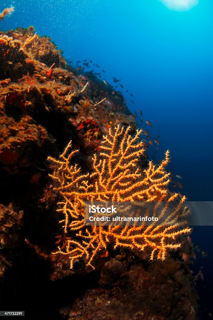 Orange corail - Photo de Abstrait libre de droits