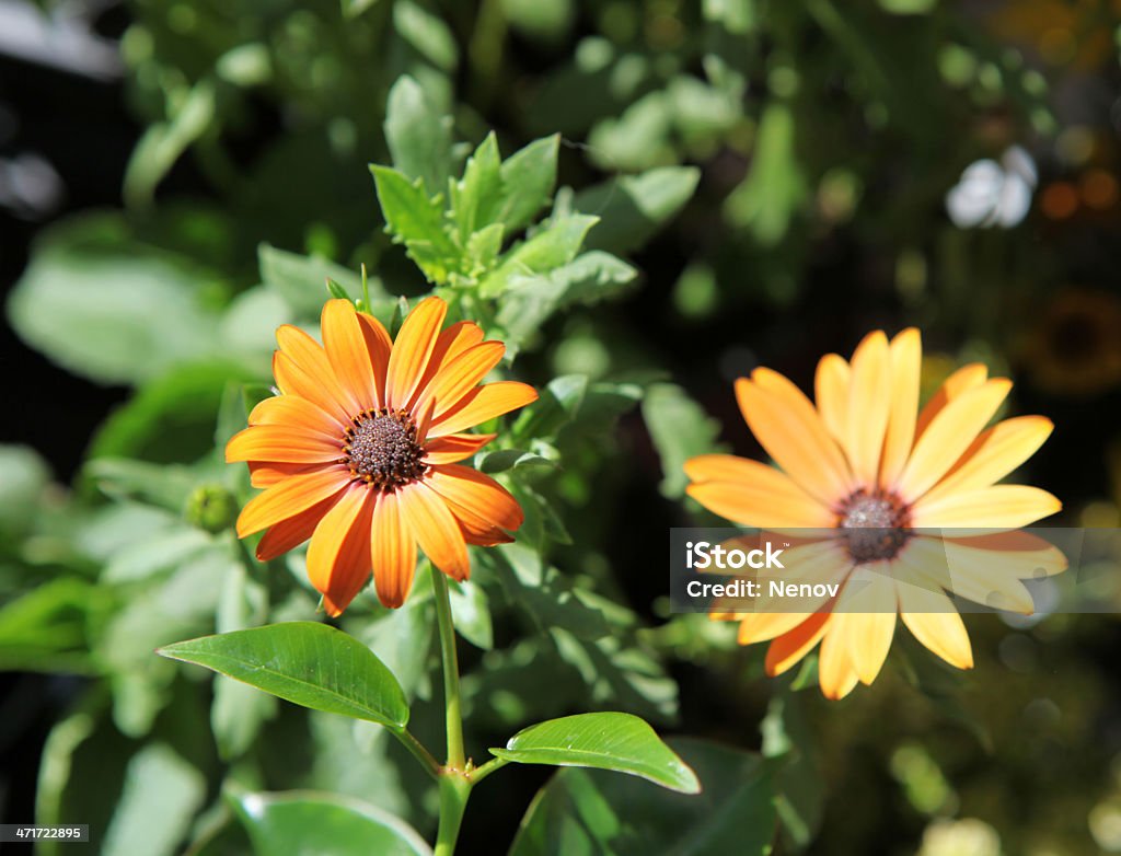 Picture of Beautiful Flowers Picture of Beautiful Flowers. Agricultural Field Stock Photo