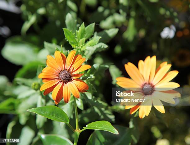 Picture Of Beautiful Flowers Stock Photo - Download Image Now - Agricultural Field, Beauty In Nature, Close-up