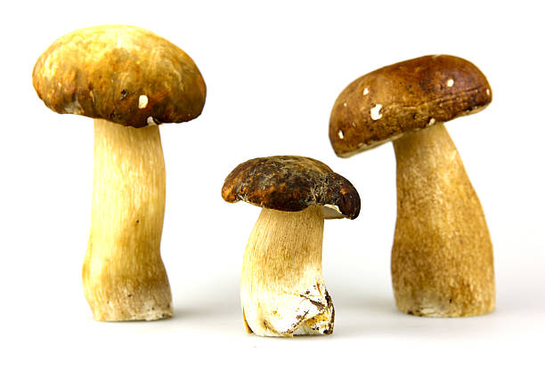 istock Mushrooms - Porcini, Boletus edulis 471723241