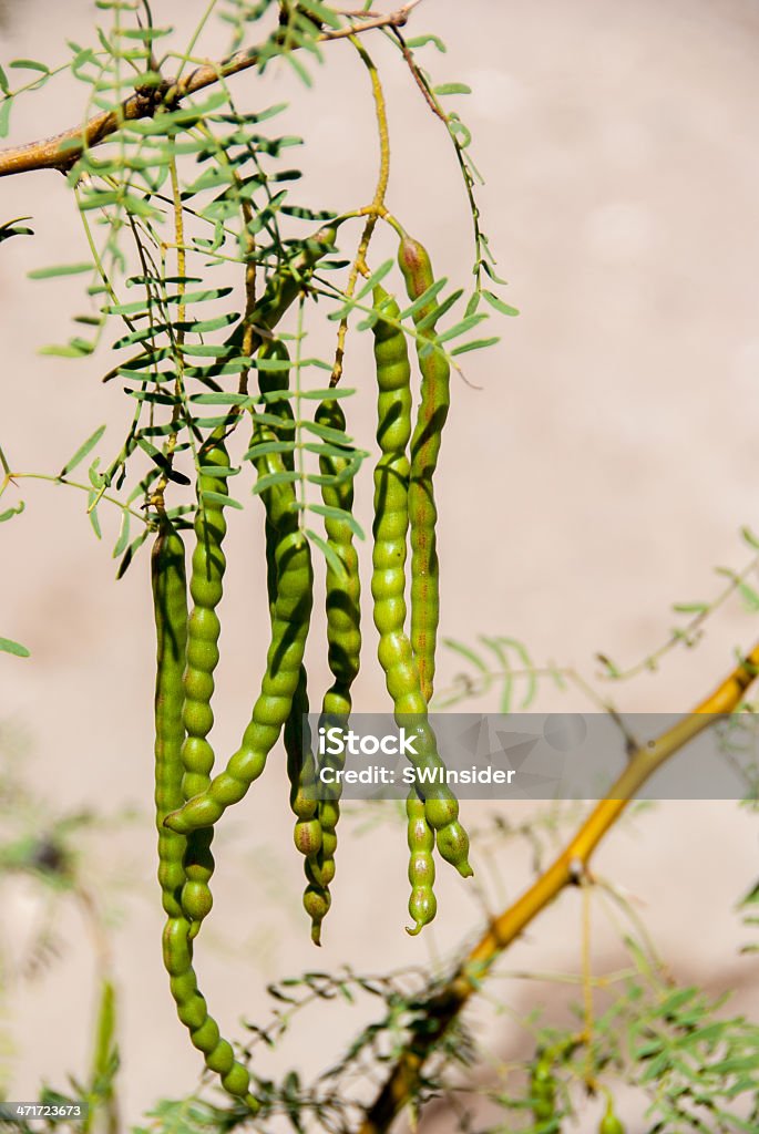 Feijão-verde Mesquite no deserto - Foto de stock de Algarobeira royalty-free