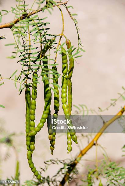 Foto de Feijãoverde Mesquite No Deserto e mais fotos de stock de Algarobeira - Algarobeira, Feijão, Arbusto