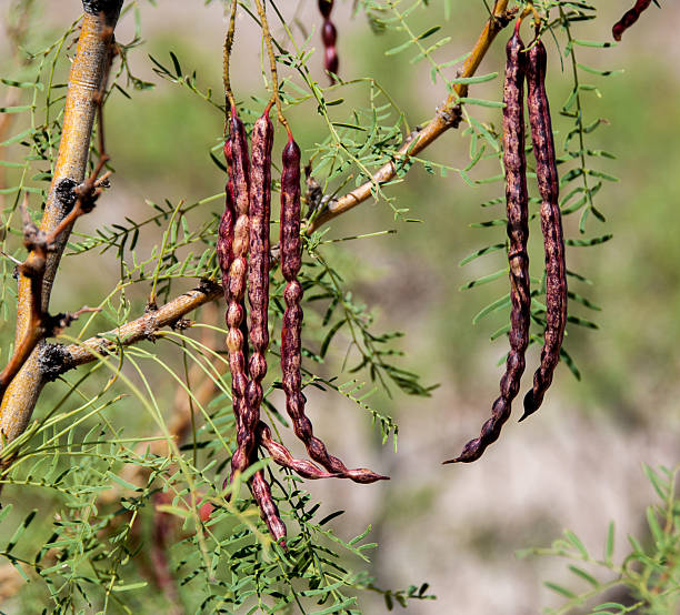 メスキート ripening 赤豆の木 - mesquite tree ストックフォトと画像