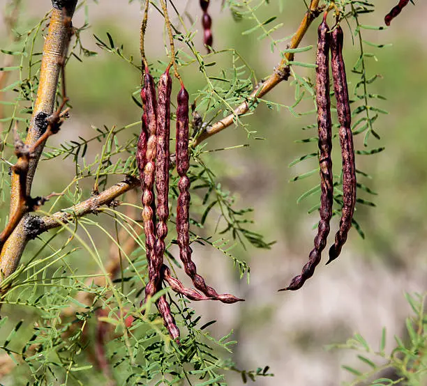 These red mesquite beans ripening on a tree are just about to drop to the ground, where wild creatures such as deer will feed on them. In Las Cruces, New Mexico and other desert areas, mesquite trees also are cultivated in yards as part of natural desert landscaping.