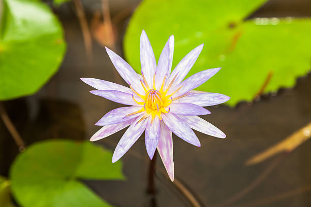 roxo lírio d'água - lotus root water lotus plant - fotografias e filmes do acervo