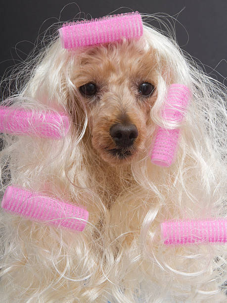 istock Pink Curler Pretty Pooch 471724105
