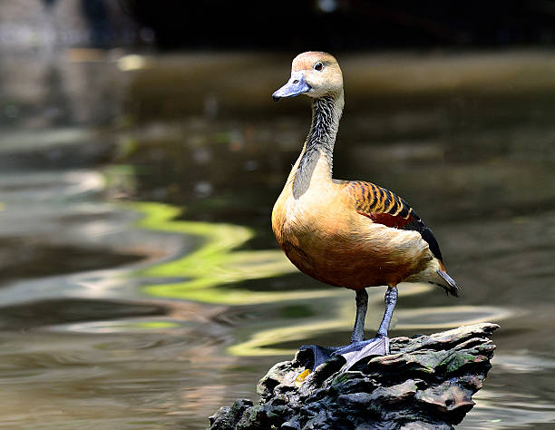 istock Lesser Whistling-duck, Dendrocygna javanica 471724279