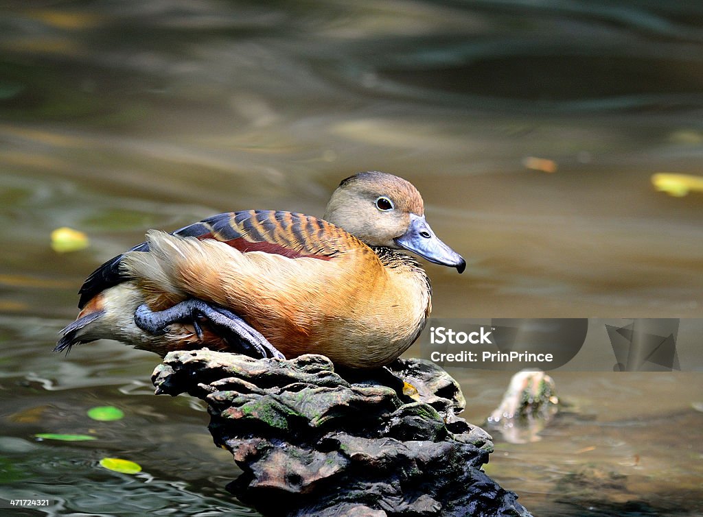 Lesser Whistling-Kaczka, Dendrocygna javanica, odpoczynku w dzienniku - Zbiór zdjęć royalty-free (Azja)