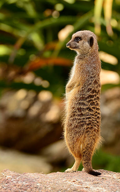 istock Meerkat standing on guard duty 471724449