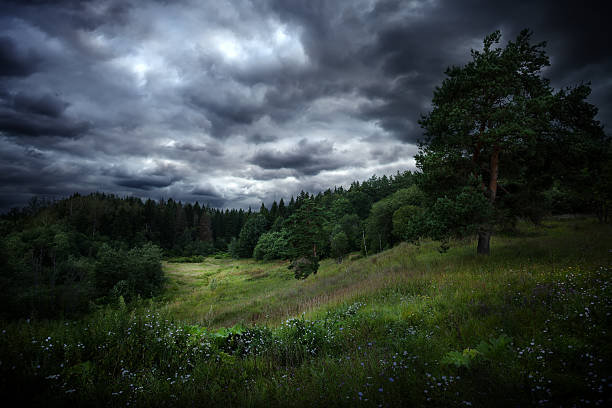 nublado céu sobre floresta - storm summer forest cloudscape imagens e fotografias de stock