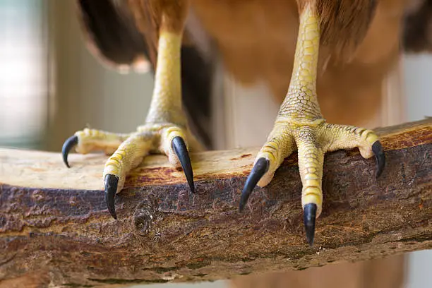 Photo of Eagle claws