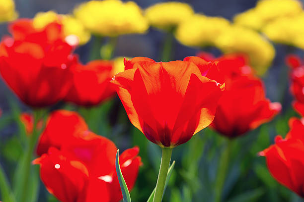 istock Tulips in the garden 471724709