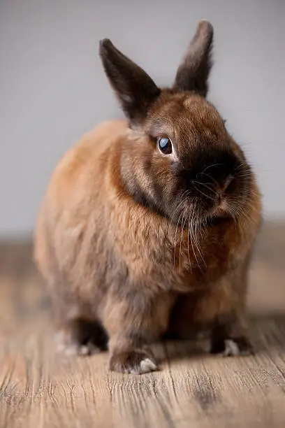 Photo of red furry bunny listens