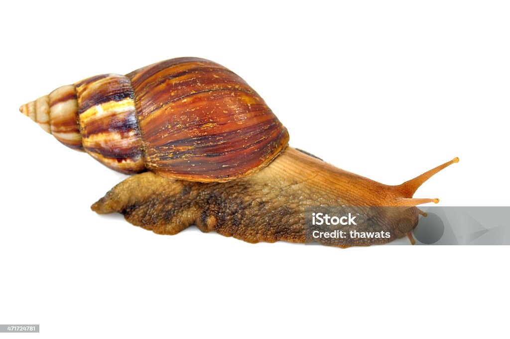 Weinbergschnecke Isoliert - Lizenzfrei Braun Stock-Foto