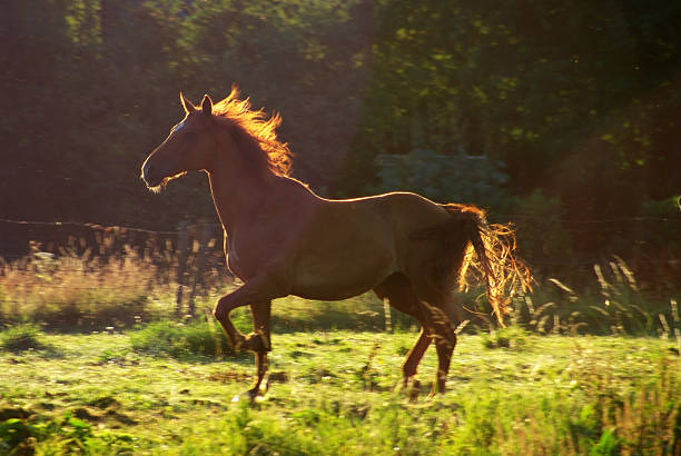 istock Running horse at sunset 471725519