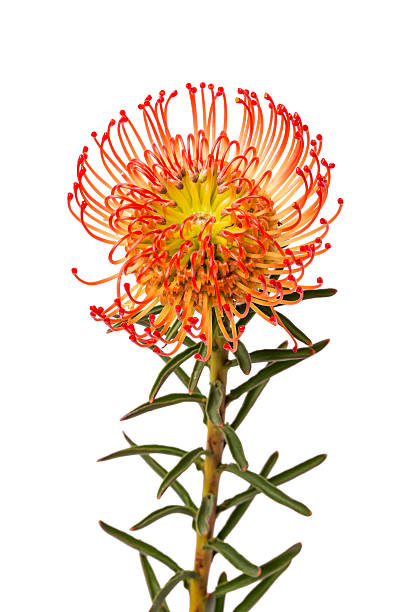 istock Pincushion Protea Flower 471725618