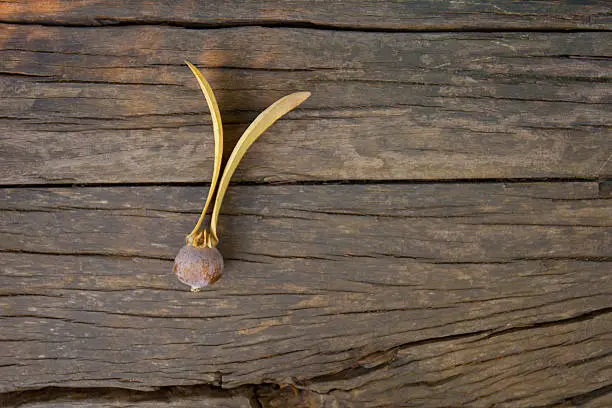 Two-winged fruits of Dipterocarpus on wood background