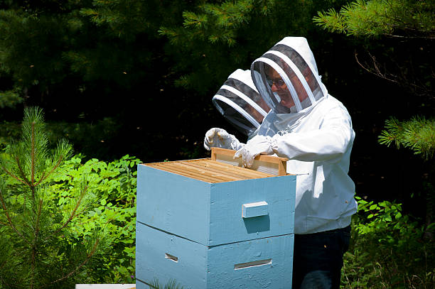 istock Honey Bee Keepers in the Field with a Hive. 471725889