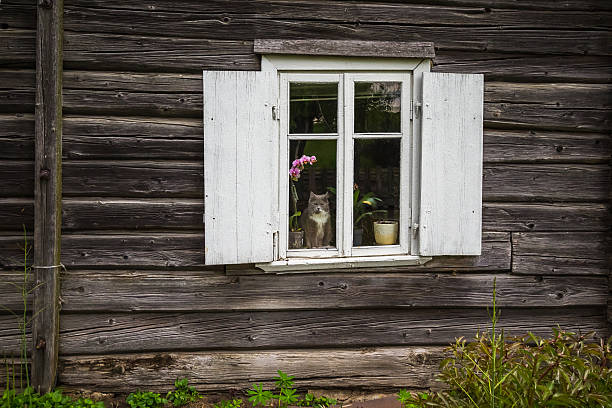 Window with a cat stock photo