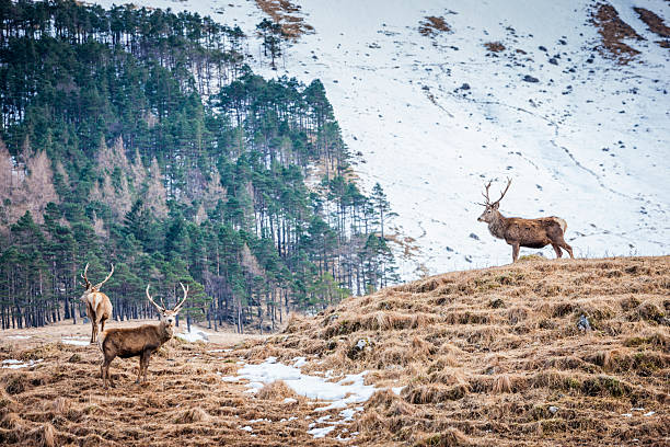 Red Deer Stags Three red deer stags in Glen Etive in winter. glen etive photos stock pictures, royalty-free photos & images
