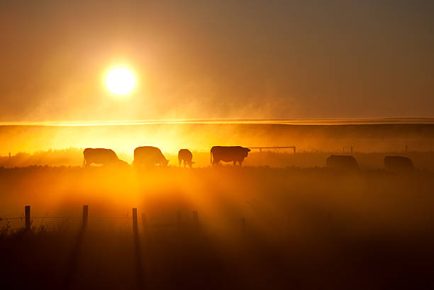 silhouette di una mucca in alberta ranch - bovino foto e immagini stock