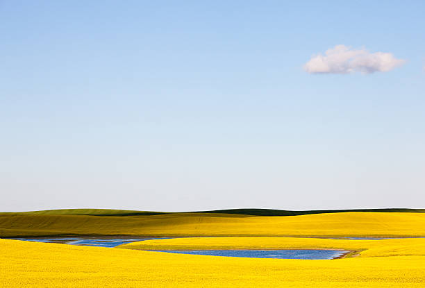 prairie sky - saskatoon saskatchewan prairie field fotografías e imágenes de stock