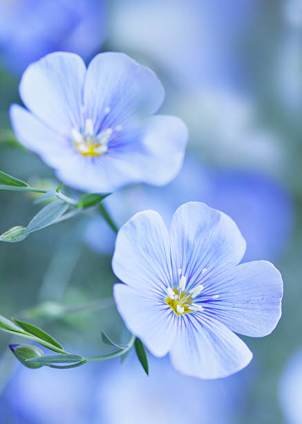 Blue flax flowers stock photo
