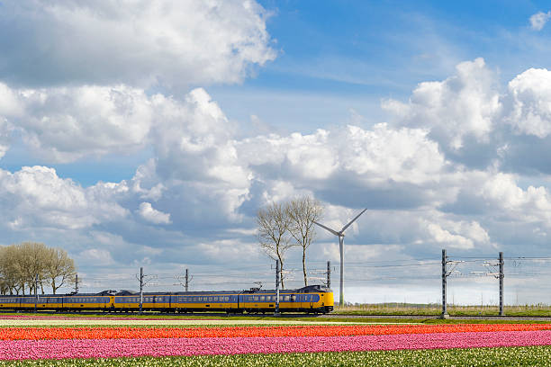 ns train with tulip fields on a beautiful spring day - ns stockfoto's en -beelden