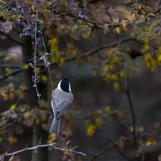 istock Marsh Tit (Parus palustris) looking back and autumn yellow leaves 471728454
